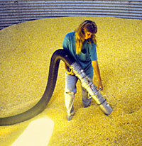 Photo (staged) of worker vacuuming grain